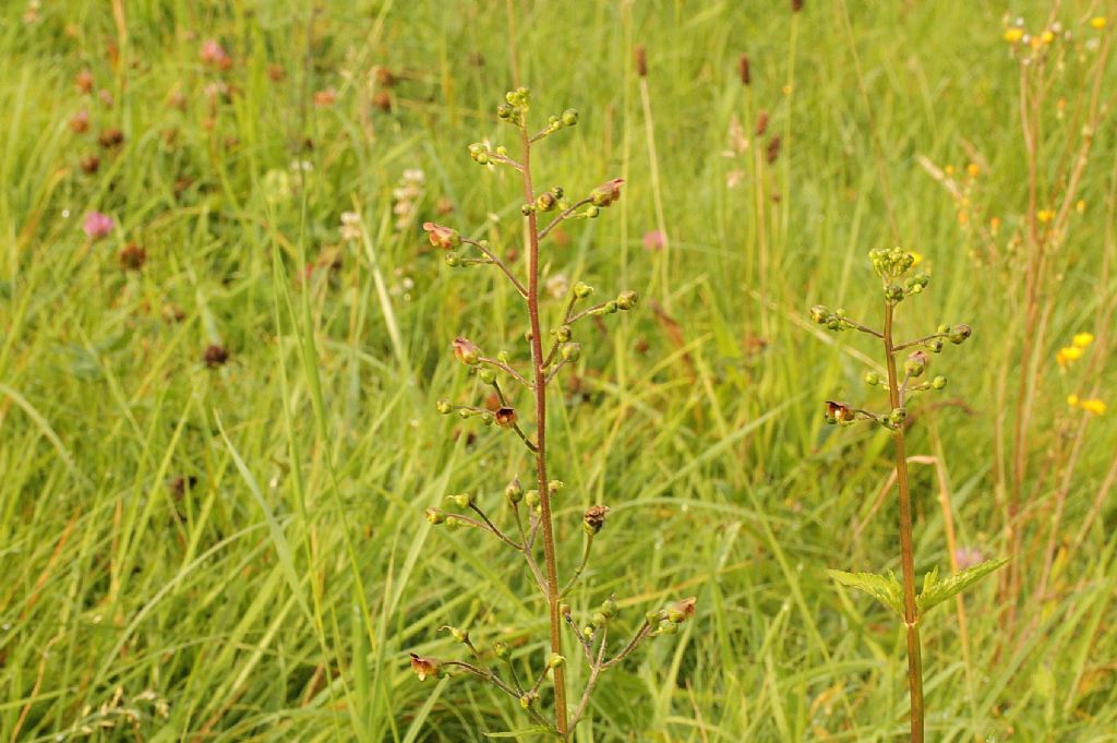 Scrophularia nodosa?